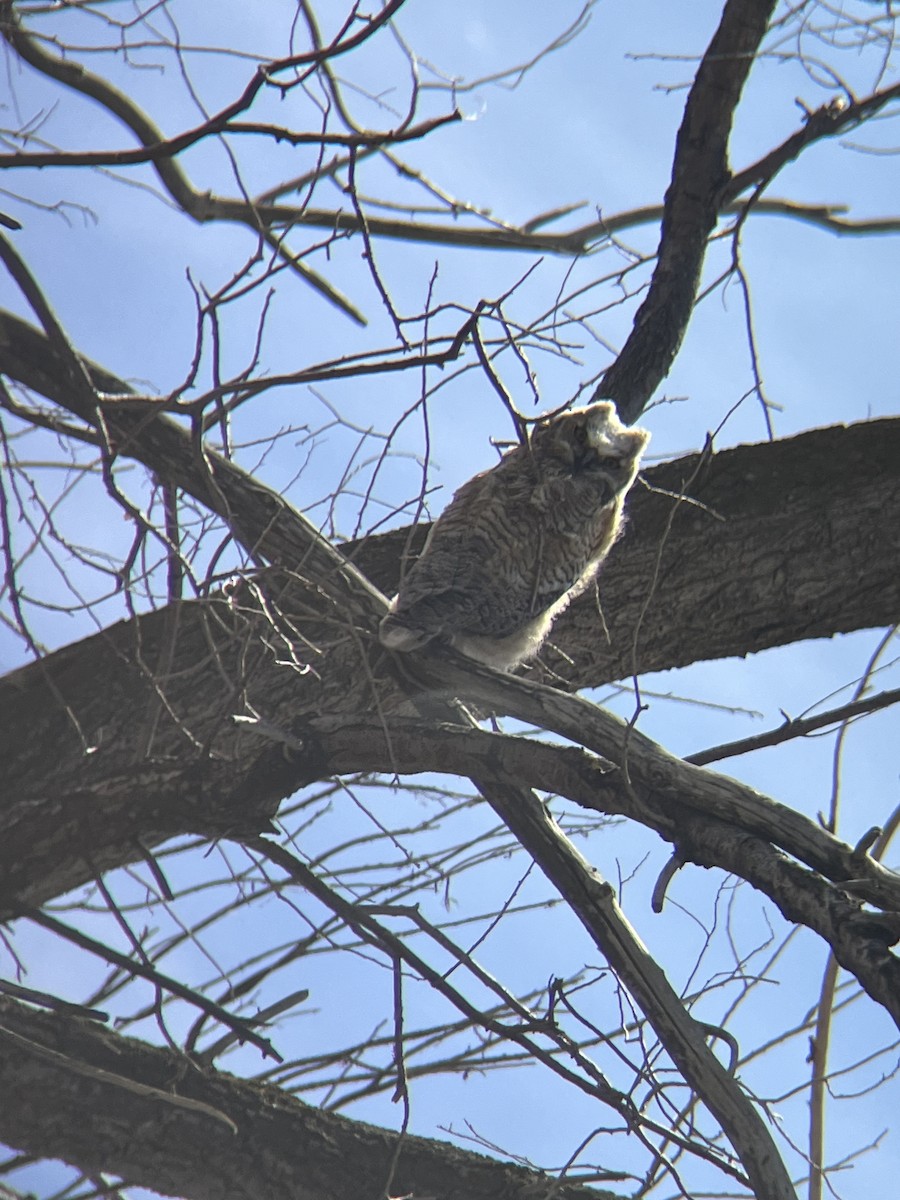 Great Horned Owl - ML618771840