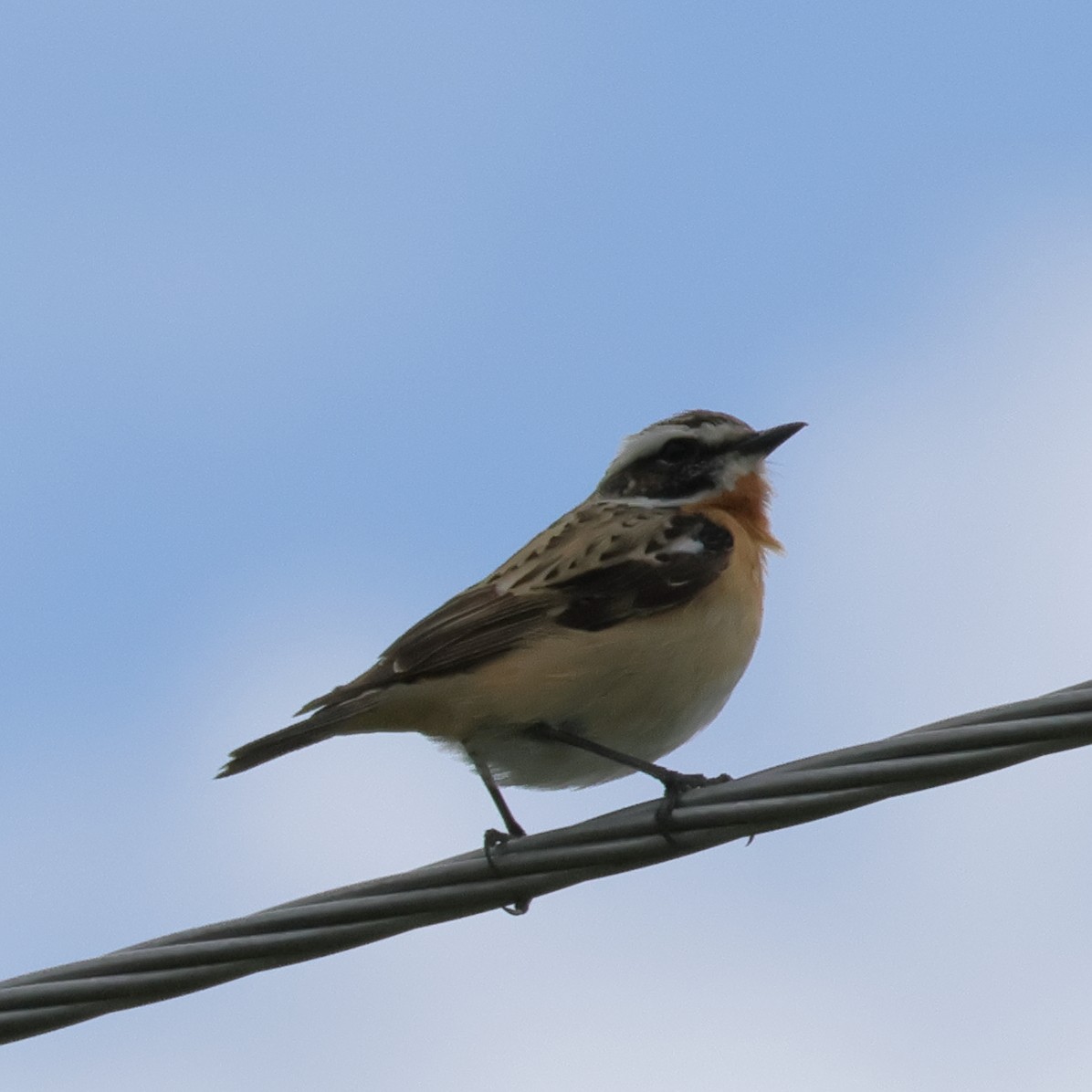 Whinchat - ML618771851