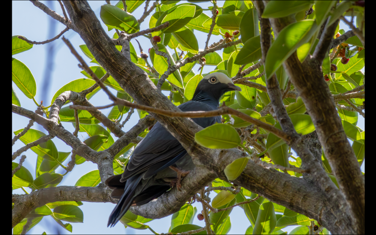White-crowned Pigeon - ML618771865