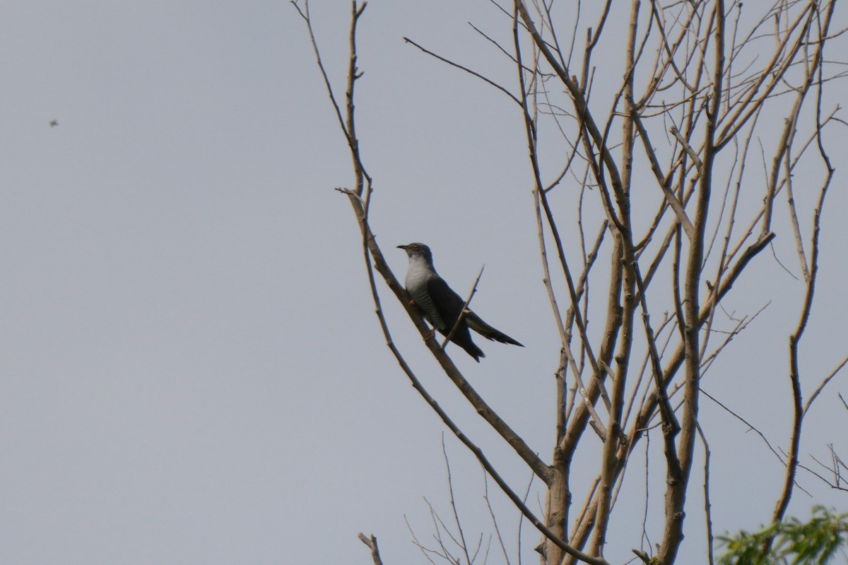 Common Cuckoo - ML618771876