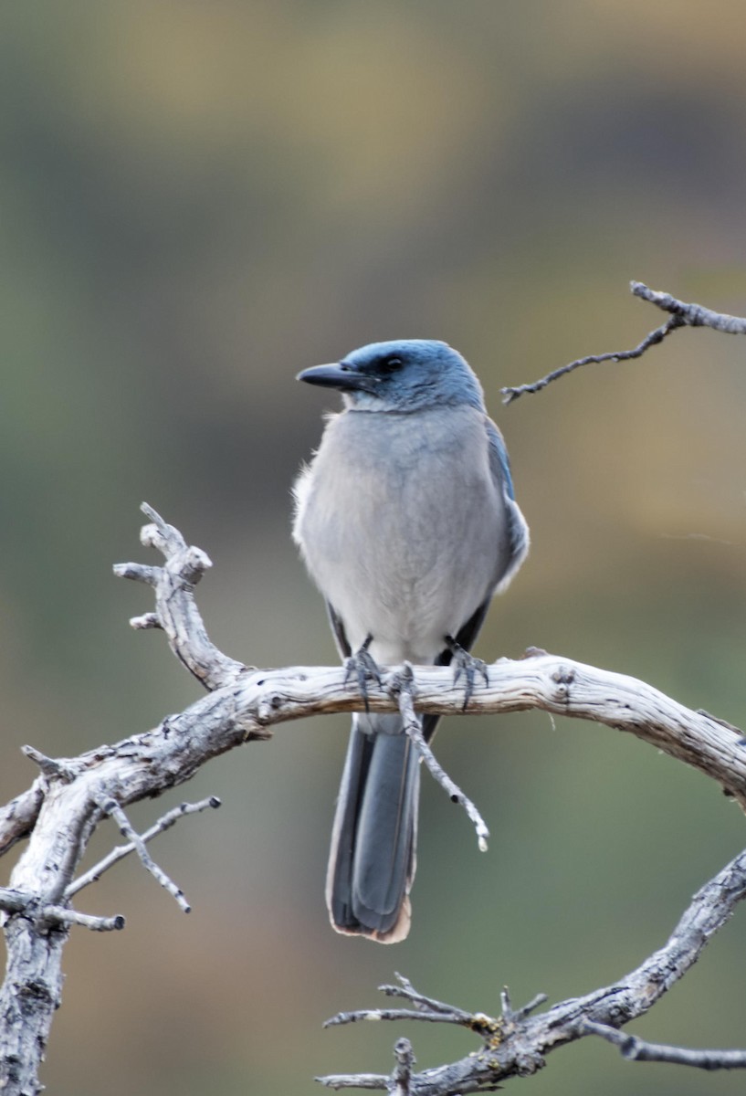 Mexican Jay - ML618771884