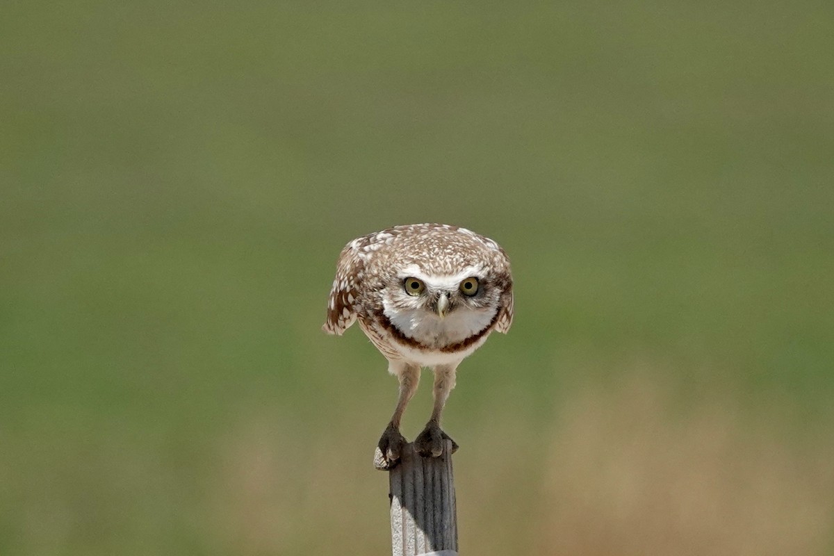 Burrowing Owl - ML618771900