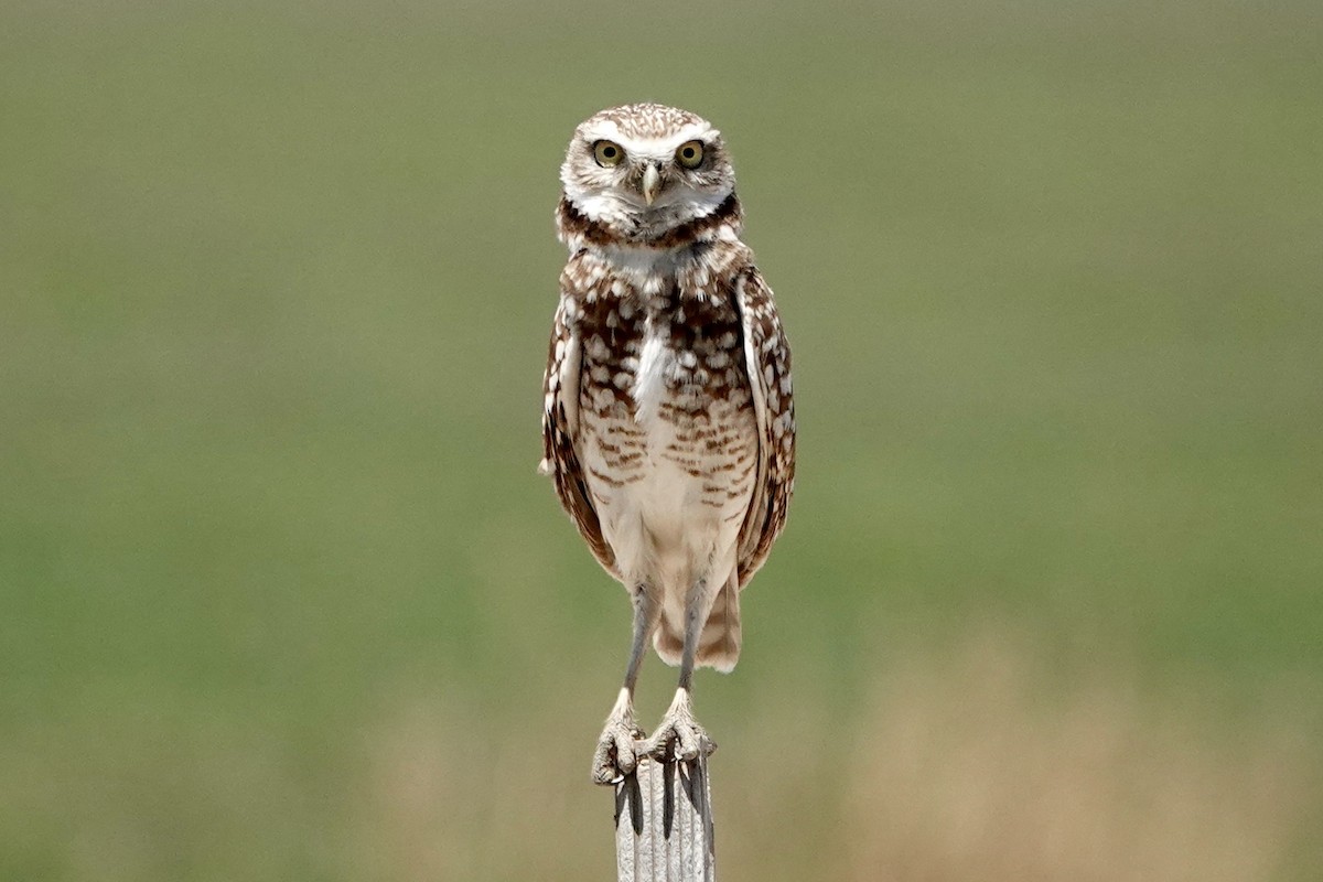 Burrowing Owl - ML618771901