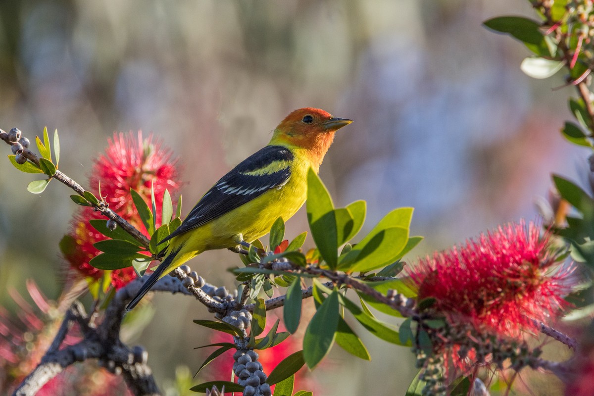 Western Tanager - ML618771912