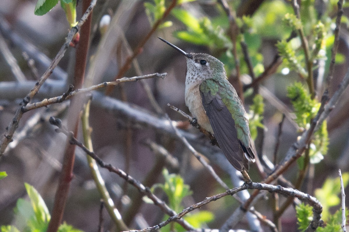 Calliope Hummingbird - ML618771932