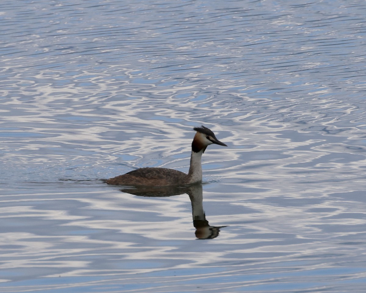 Great Crested Grebe - ML618771933