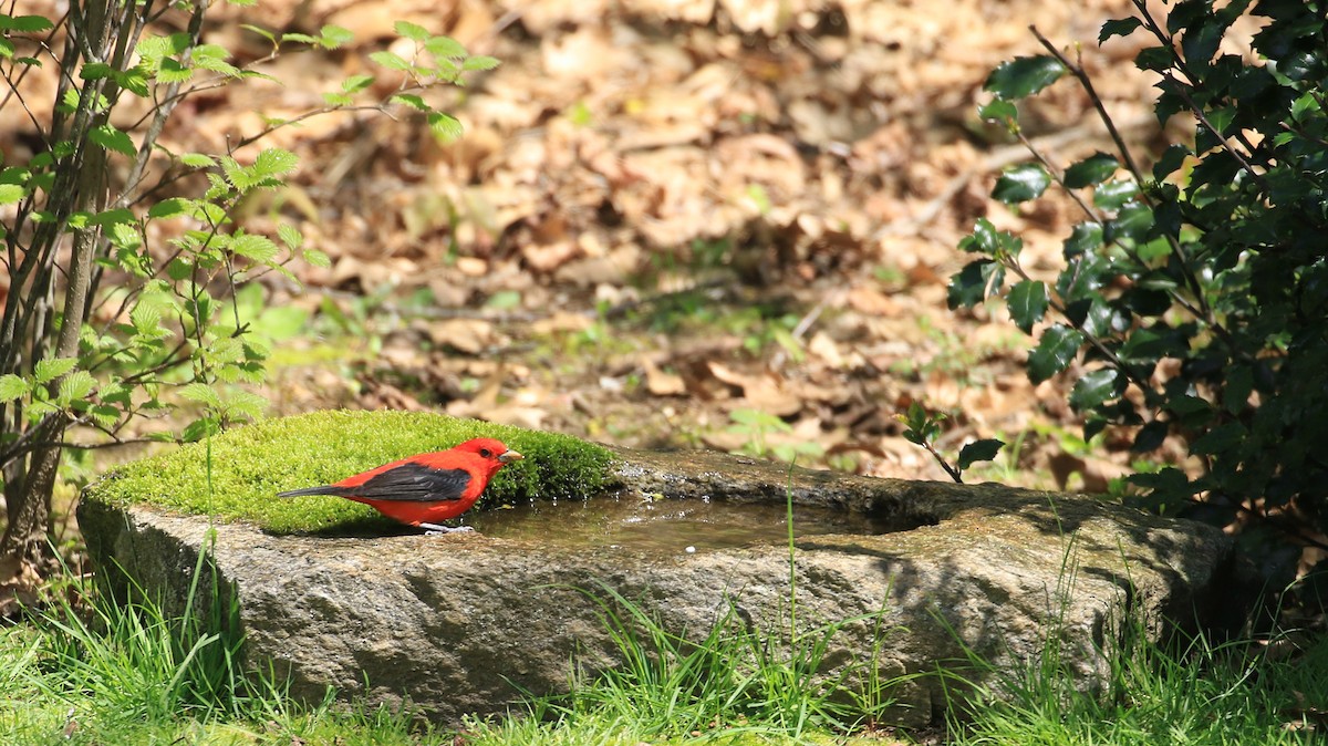 Scarlet Tanager - ML618771999