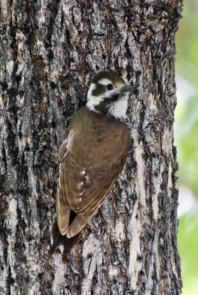 Arizona Woodpecker - ML618772015