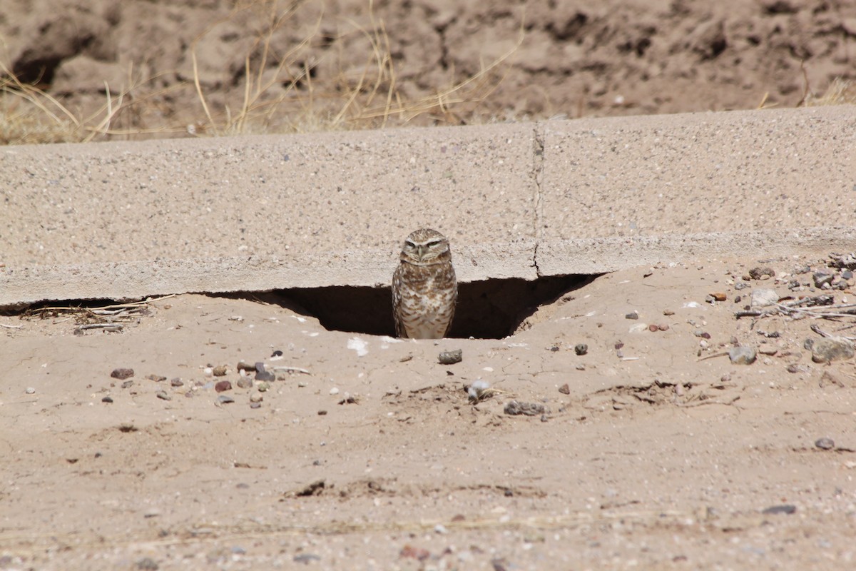 Burrowing Owl - ML618772019
