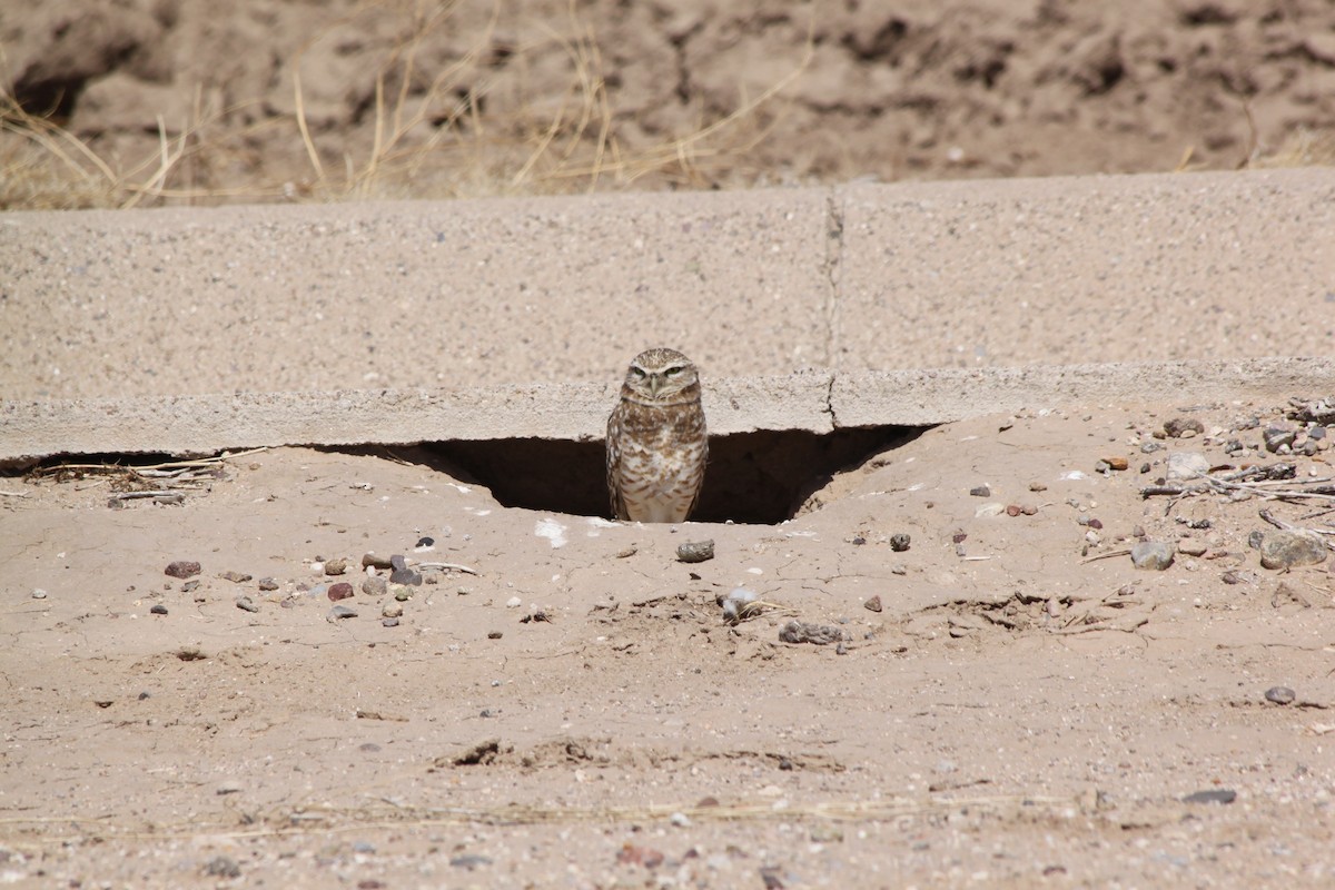 Burrowing Owl - ML618772021