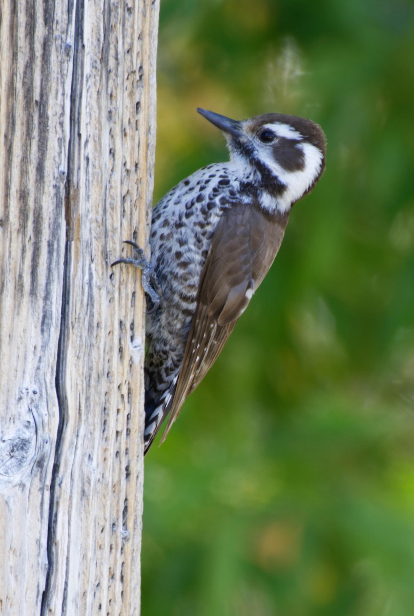 Arizona Woodpecker - ML618772024