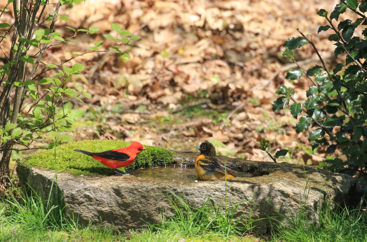 Scarlet Tanager - ML618772031