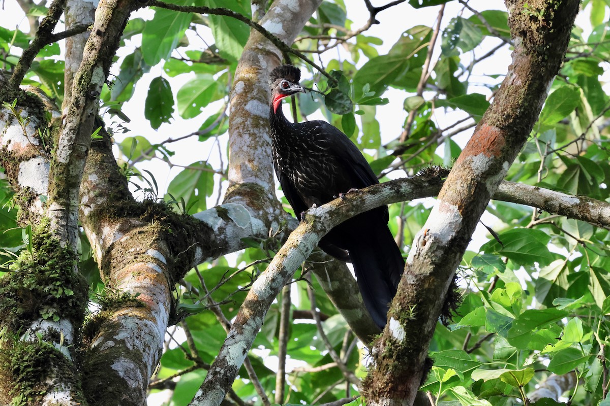 Crested Guan - ML618772032