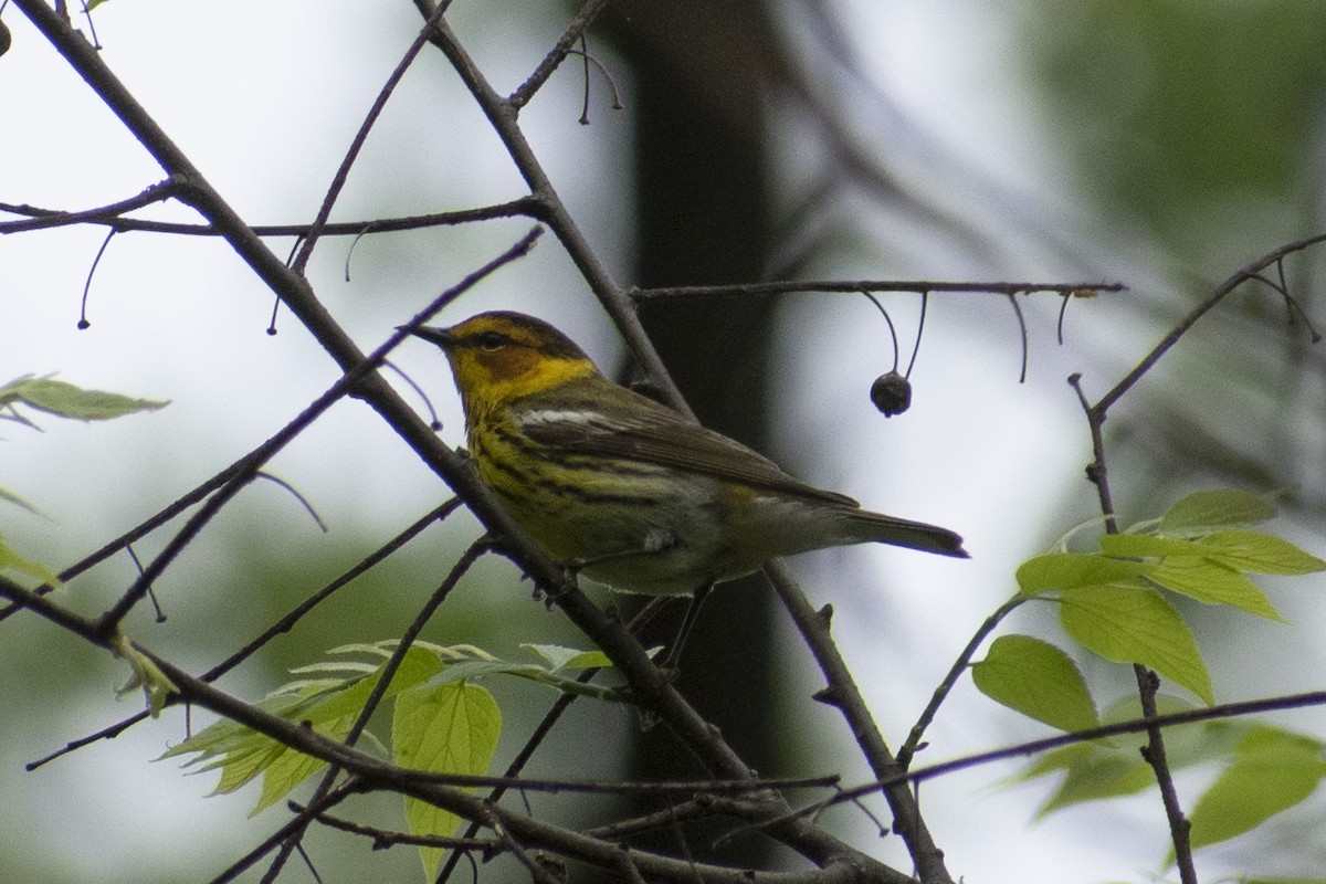 Cape May Warbler - ML618772033