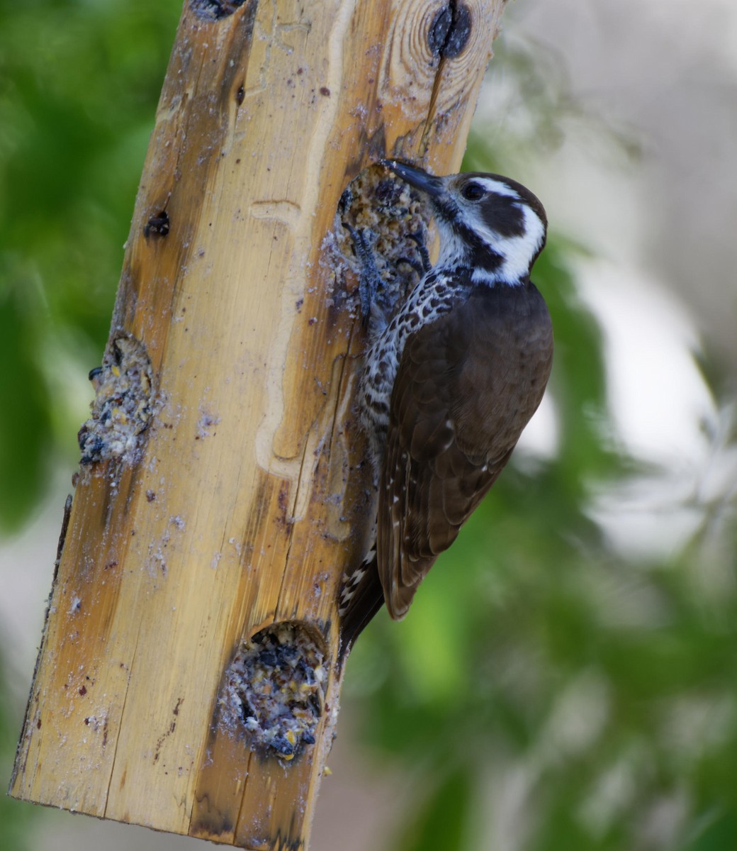 Arizona Woodpecker - ML618772037