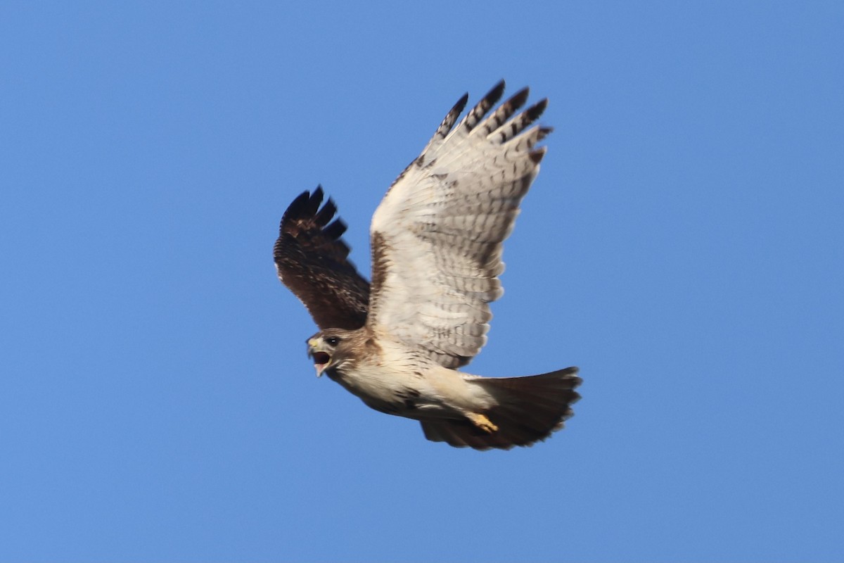 Red-tailed Hawk - ML618772056