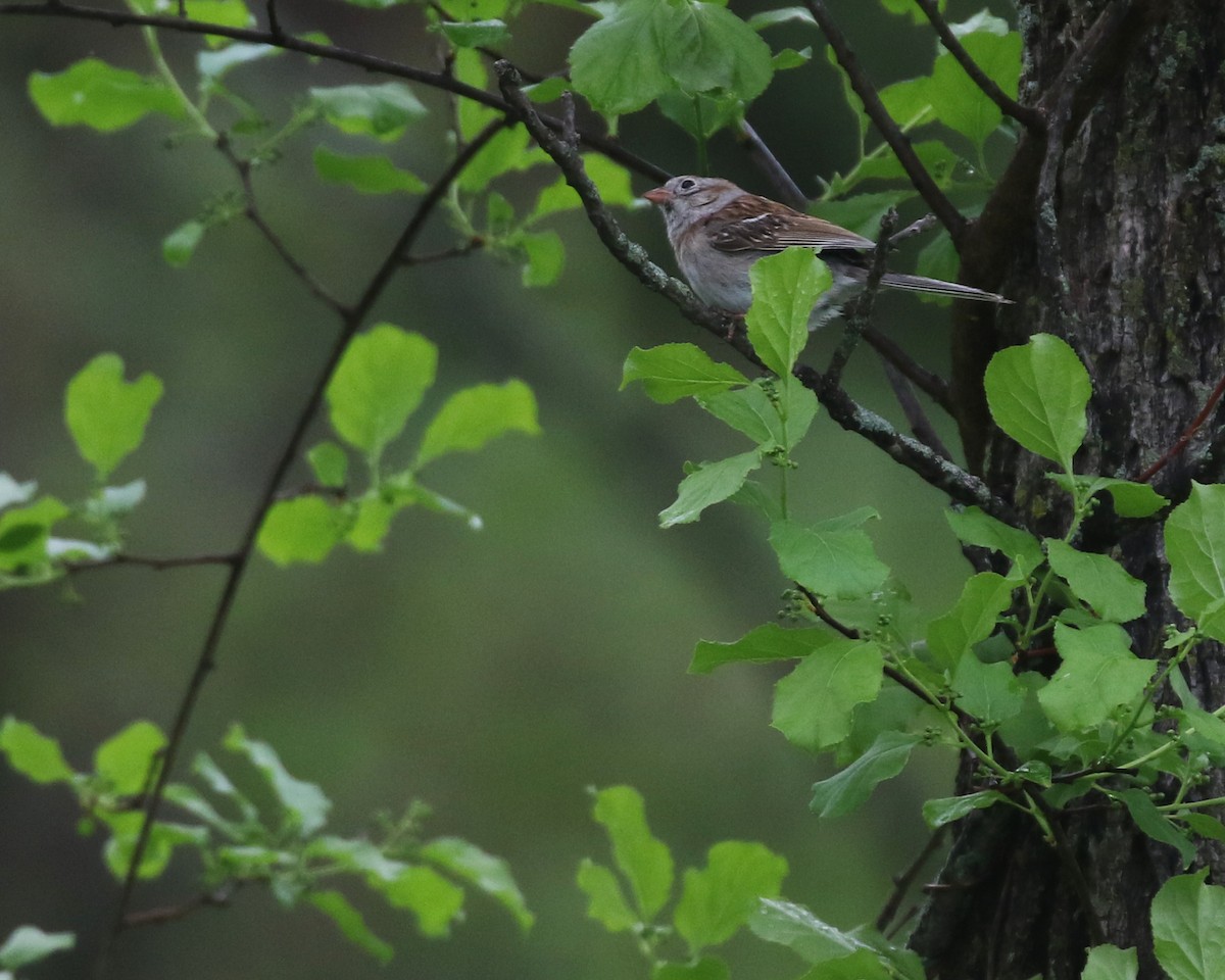 Field Sparrow - Linda Scrima