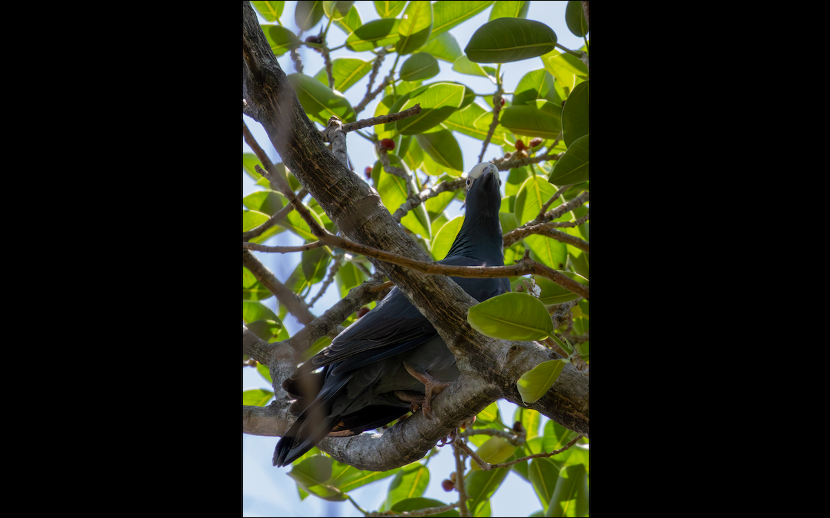 White-crowned Pigeon - ML618772062