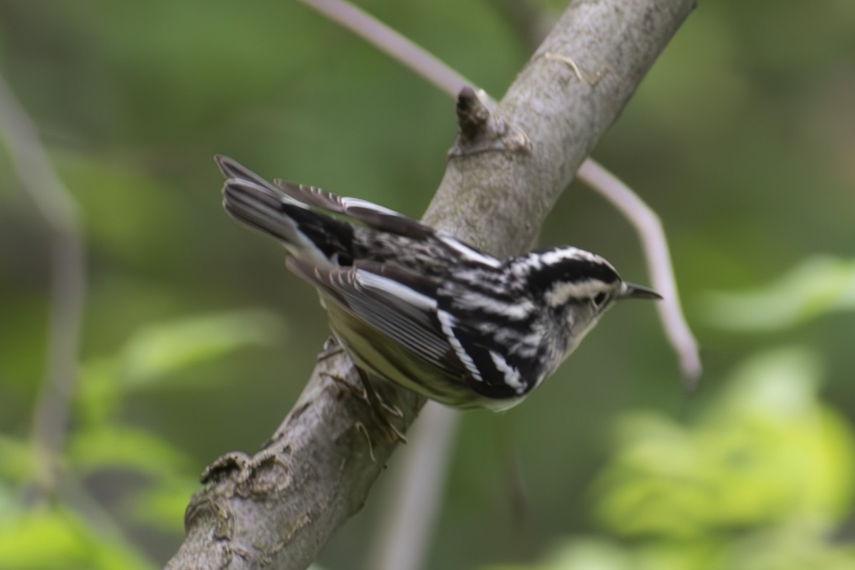 Black-and-white Warbler - ML618772092