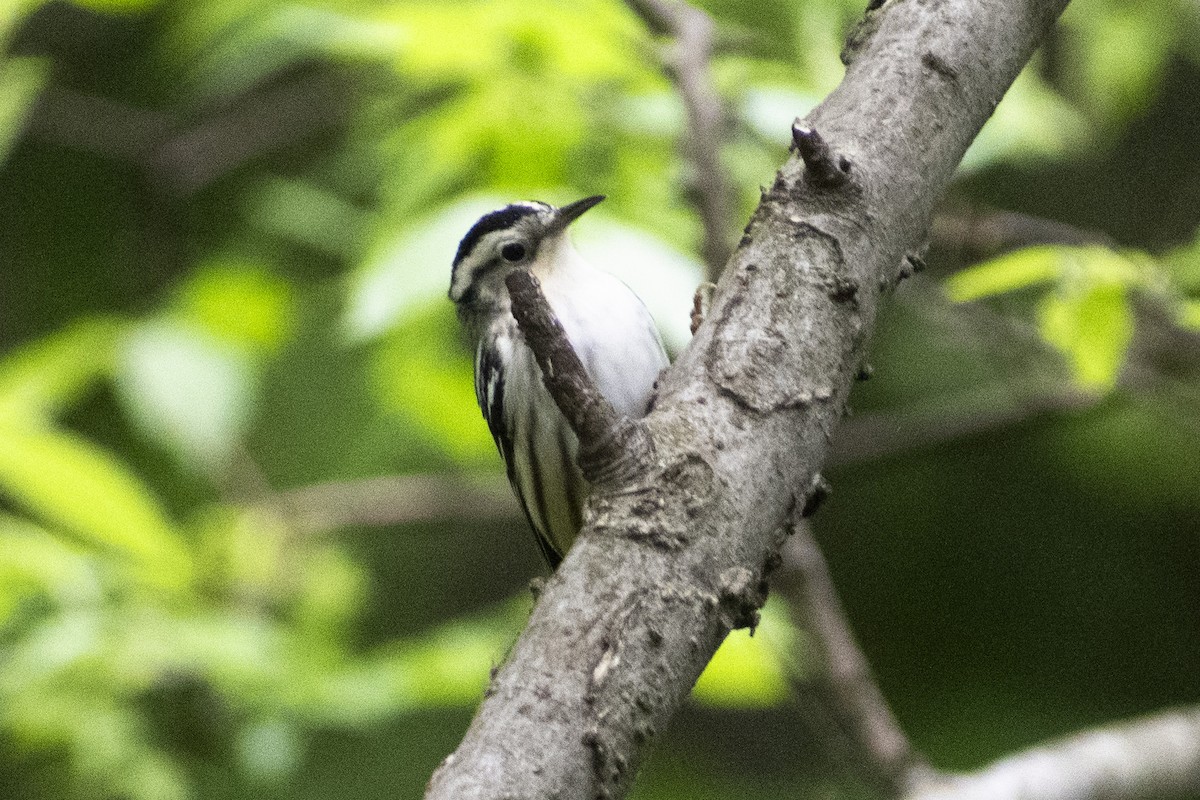 Black-and-white Warbler - seena m