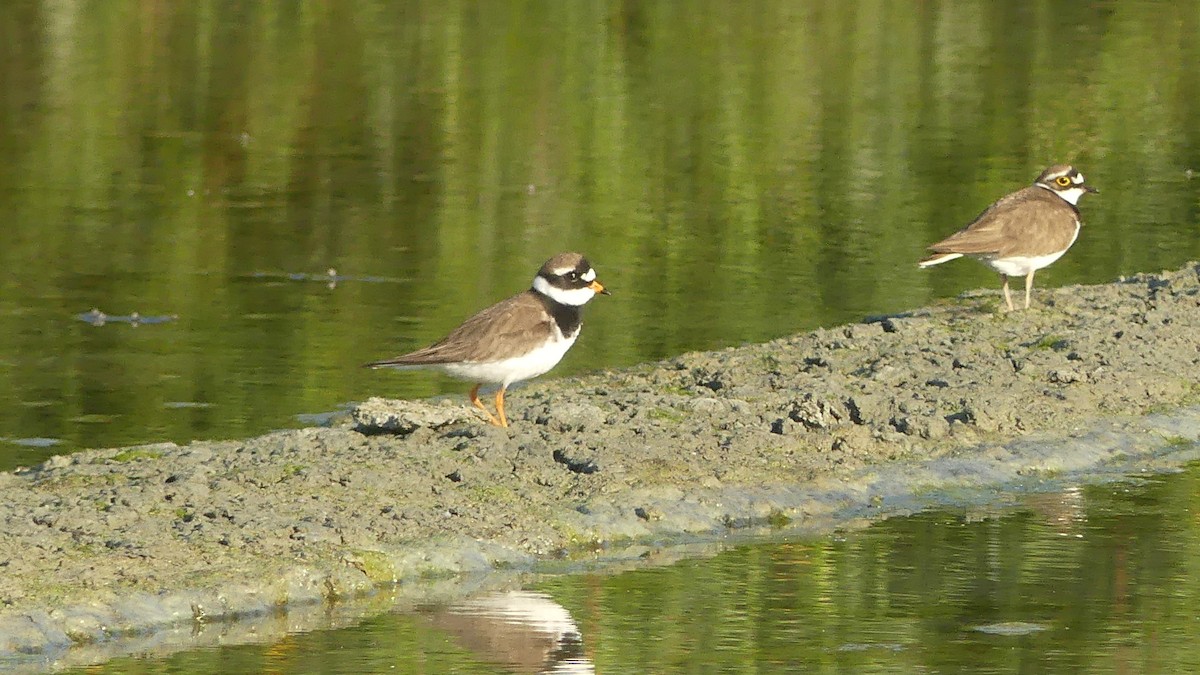 Common Ringed Plover - ML618772117