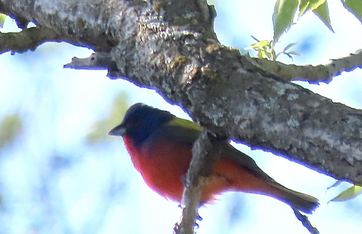 Painted Bunting - ML618772126