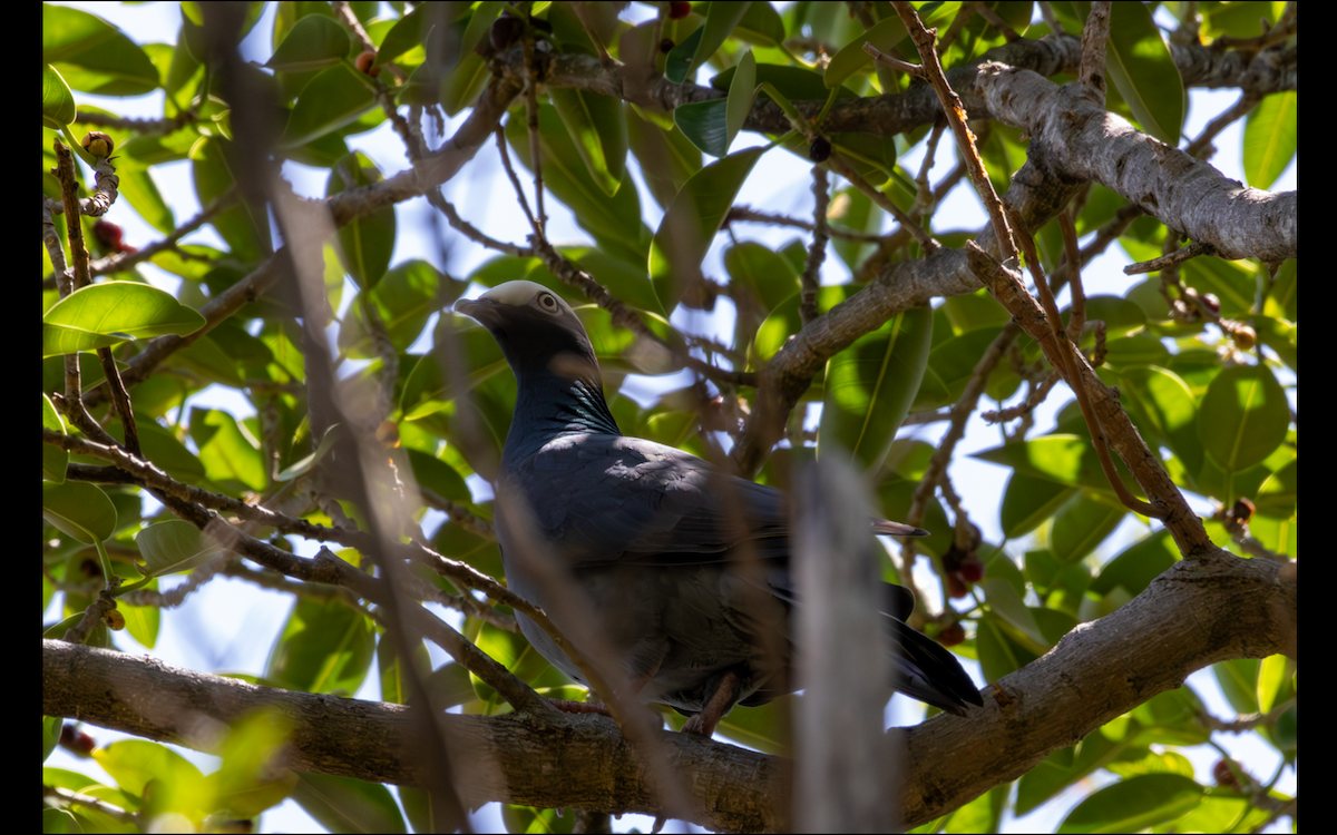 White-crowned Pigeon - ML618772144