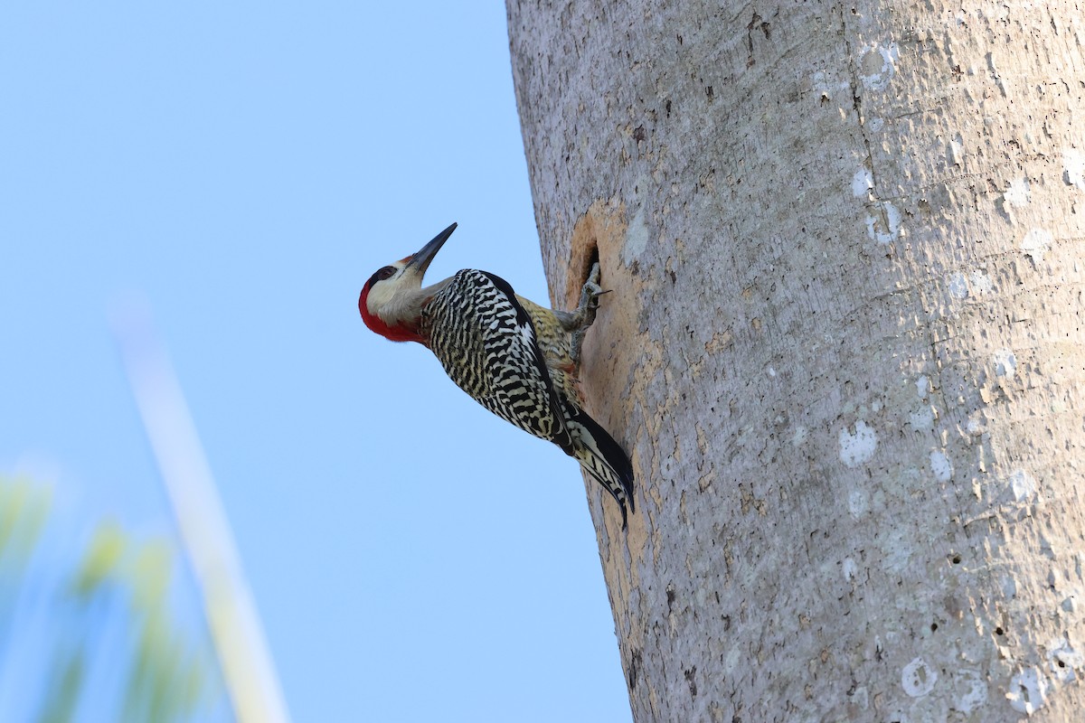West Indian Woodpecker - ML618772161