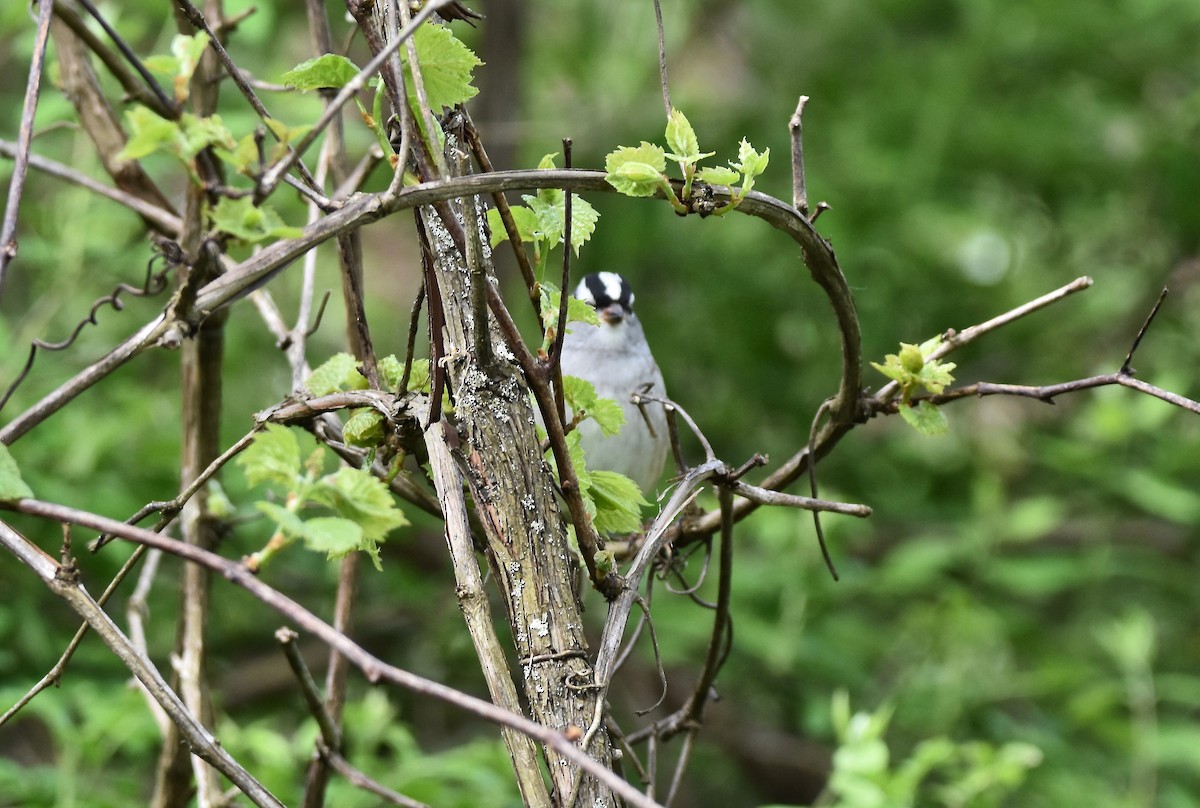 White-crowned Sparrow - ML618772218