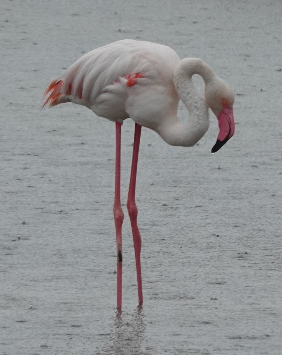Greater Flamingo - ML618772221