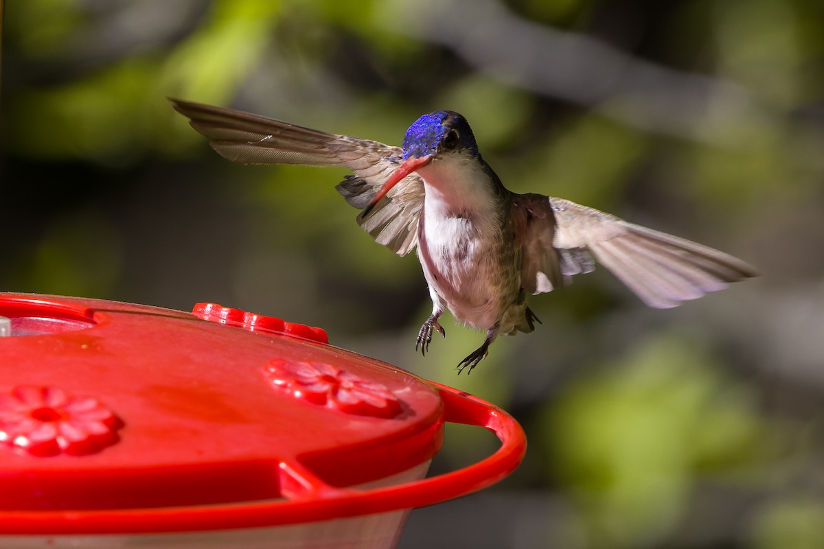 Violet-crowned Hummingbird - ML618772252