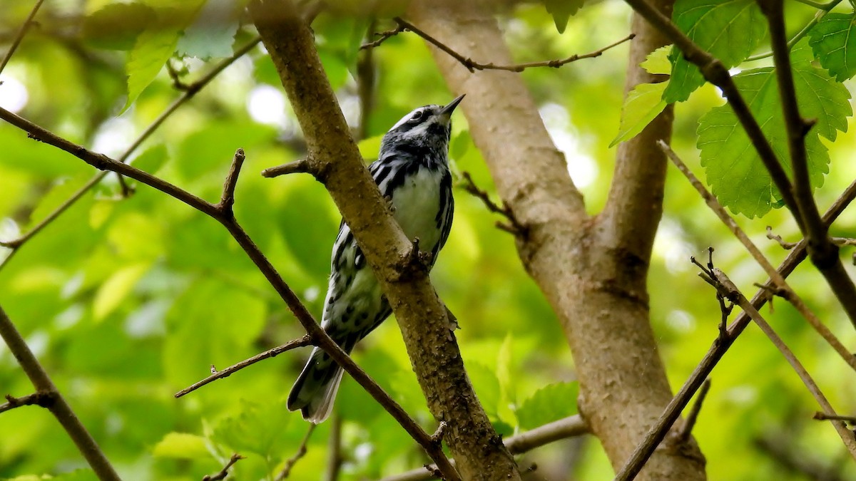 Black-and-white Warbler - ML618772274