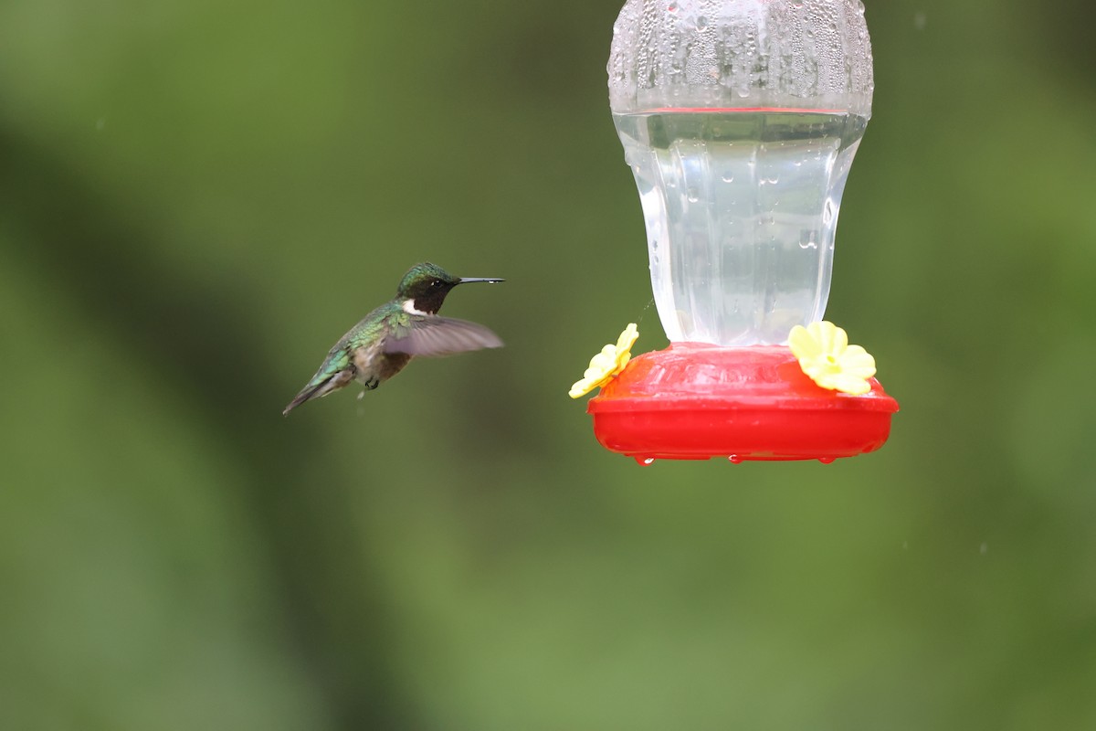 Ruby-throated Hummingbird - ML618772290