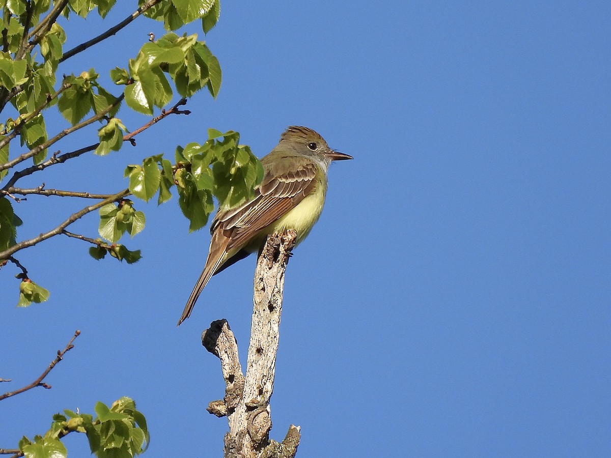 Great Crested Flycatcher - ML618772328