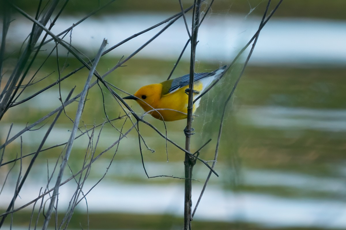 Prothonotary Warbler - ML618772331