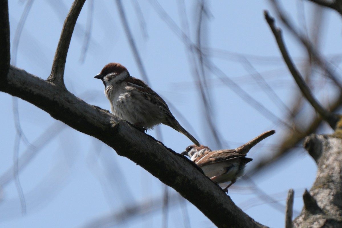 Eurasian Tree Sparrow - ML618772344
