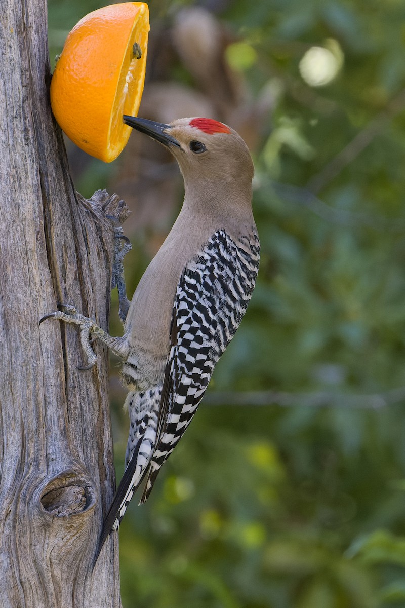 Gila Woodpecker - ML618772353