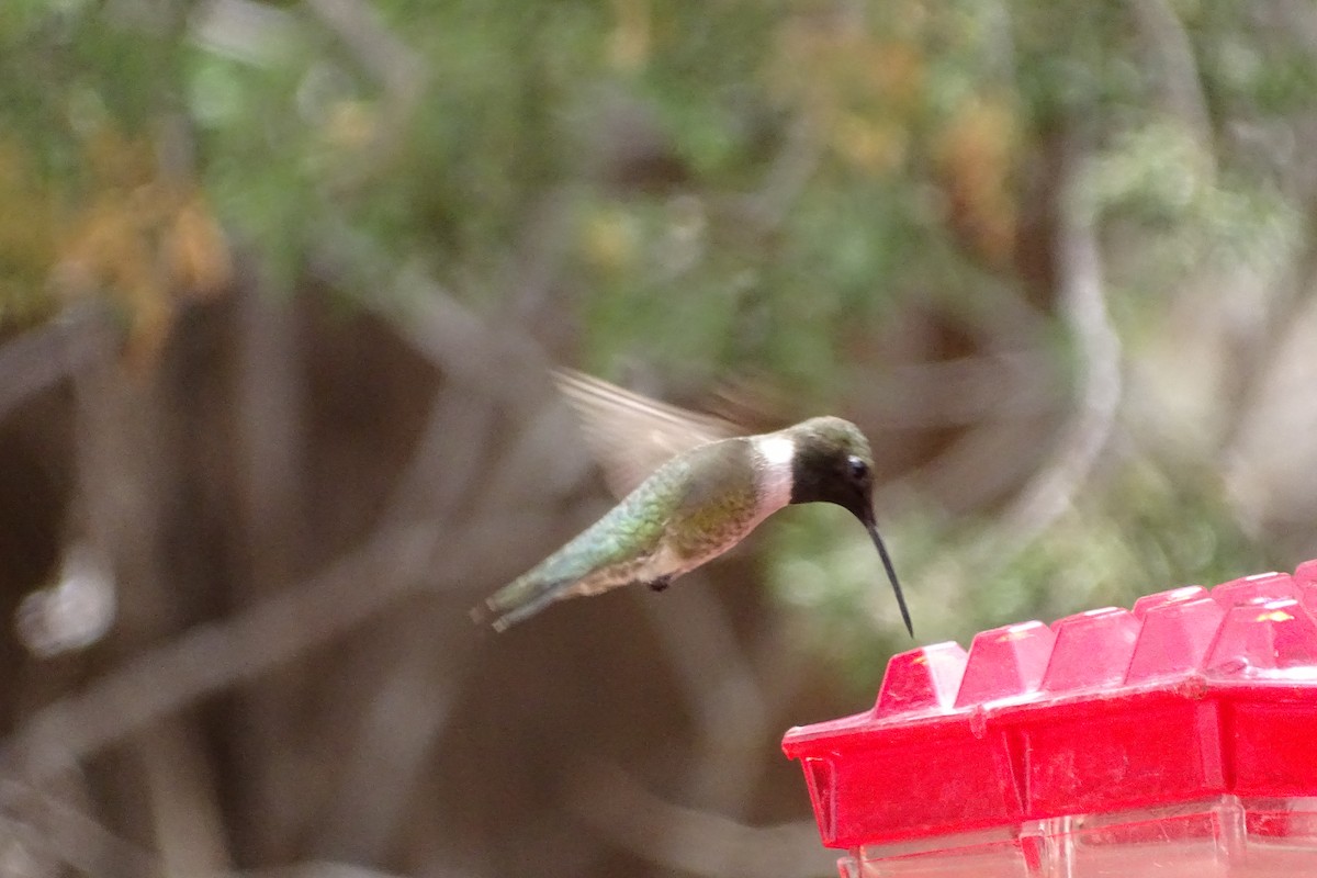 Black-chinned Hummingbird - ML618772367