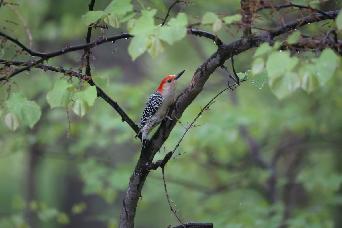 Red-bellied Woodpecker - ML618772396