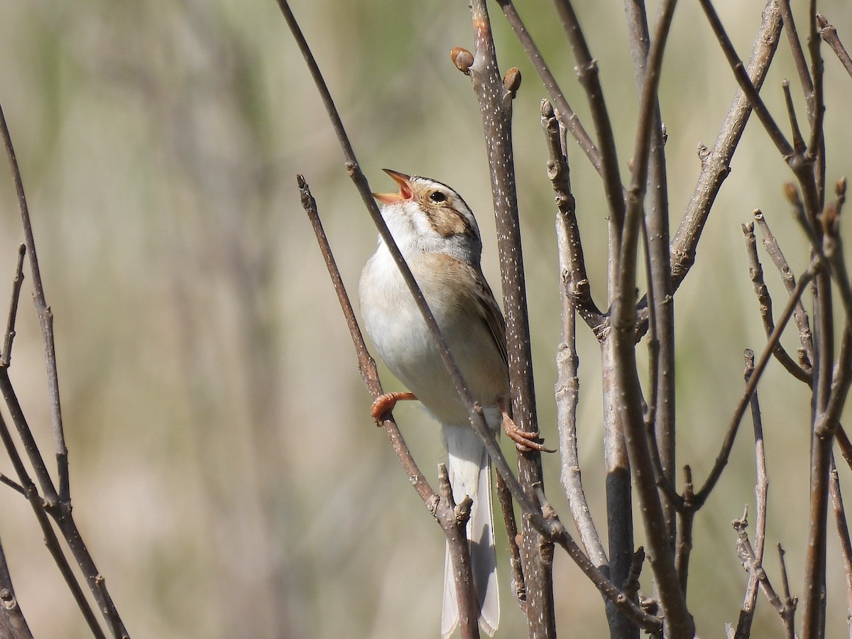 Clay-colored Sparrow - ML618772403