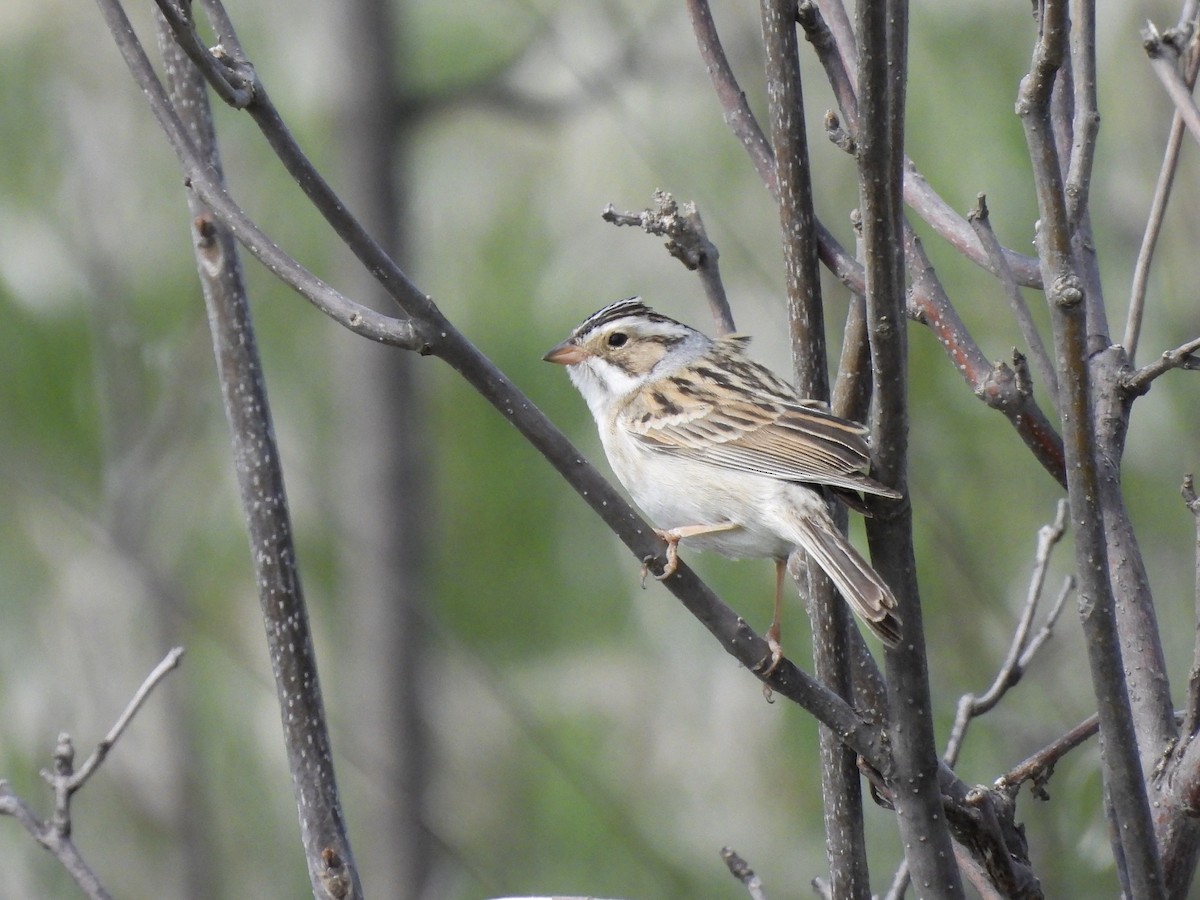 Clay-colored Sparrow - ML618772404