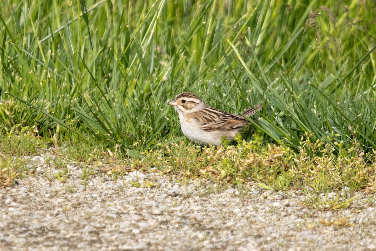 Clay-colored Sparrow - ML618772428