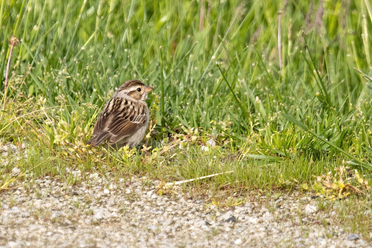 Clay-colored Sparrow - ML618772429