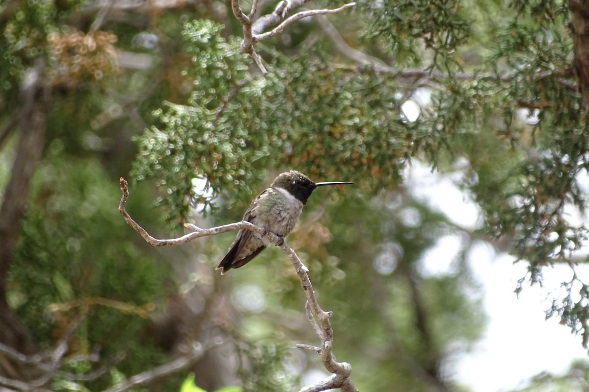 Black-chinned Hummingbird - ML618772442