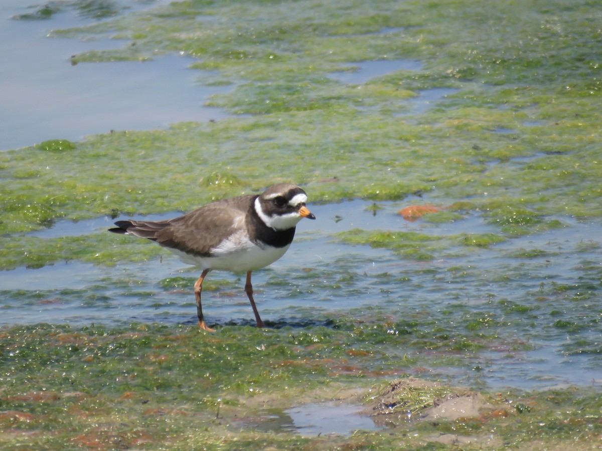 Common Ringed Plover - ML618772463