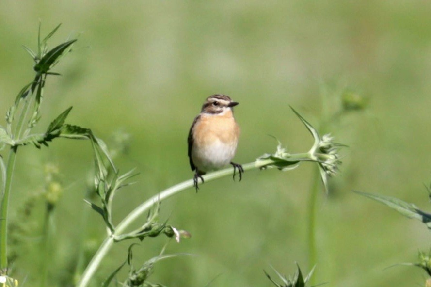 Whinchat - ML618772477