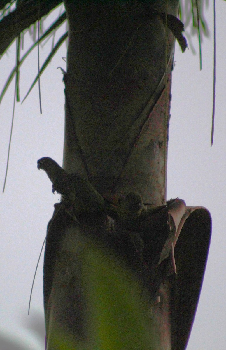 Kahverengi Kulaklı Papağan - ML618772484
