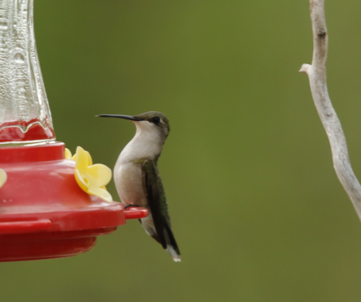Ruby-throated Hummingbird - ML618772486