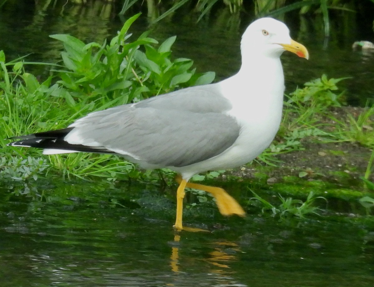 Yellow-legged Gull - Jeffrey Blalock