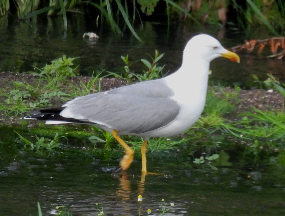 Yellow-legged Gull - Jeffrey Blalock